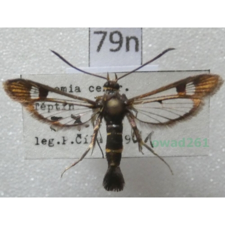 Synanthedon tipuliformis (Clerck, 1759) Czech79n